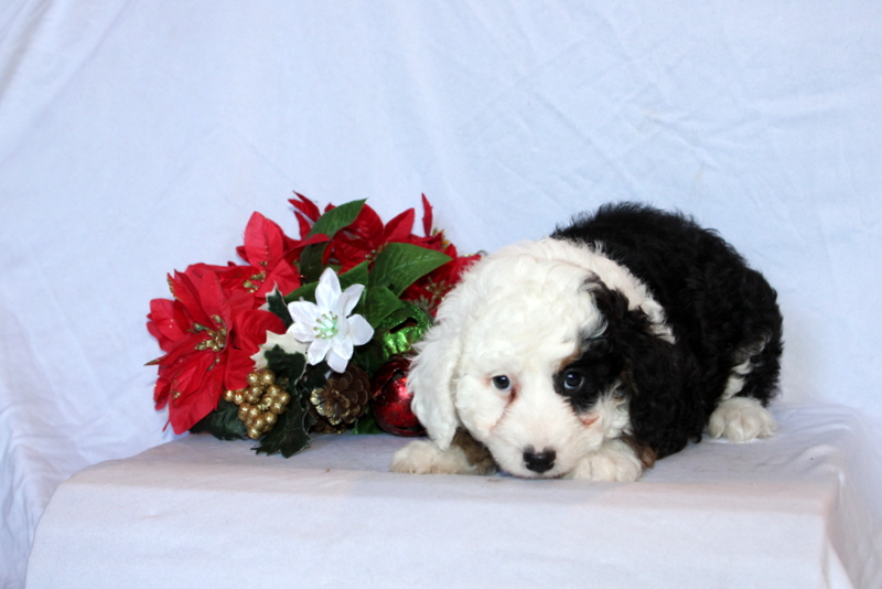 puppy, for, sale, Mini Bernedoodle F2, Matthew B. Stoltzfus, dog, breeder, Gap, PA, dog-breeder, puppy-for-sale, forsale, nearby, find, puppyfind, locator, puppylocator, aca